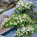 Aztec Nicotiana Seeds | Jasmine-Scented Night Blooming Flowers | Ornamental Tobacco | Nicotiana alata | 200 Seeds