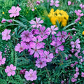 Geranium Seeds – 25+ Premium Tuberosum Pelargonium spp. for Garden, Patio & Balcony, Easy to Grow Flower Seeds