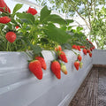 Akihime Strawberry Plants – Bare Root 6 Pack Japanese Sweet Creamy Fragaria × ananassa