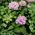 Nikko Blue Hydrangea Live Shrub Plant – 3 Gallon Hydrangea macrophylla with Large Blue Flower Clusters, Easy to Grow Landscape Accent