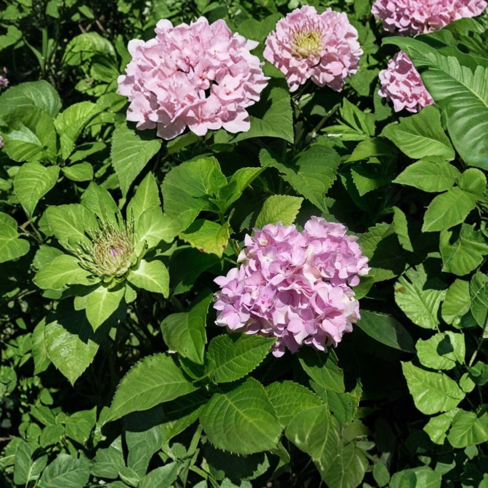 Nikko Blue Hydrangea Live Shrub Plant – 3 Gallon Hydrangea macrophylla with Large Blue Flower Clusters, Easy to Grow Landscape Accent