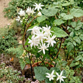 Jasmine Plant | 4-Inch Pot | Double White Fragrant Blooms | Jasminum sambac | Indoor & Outdoor Arabian Jasmine