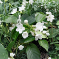 Madagascar Jasmine Seeds – Stephanotis floribunda, Fragrant White Flower Vine, Exotic Climbing Plant, Indoor Outdoor Garden