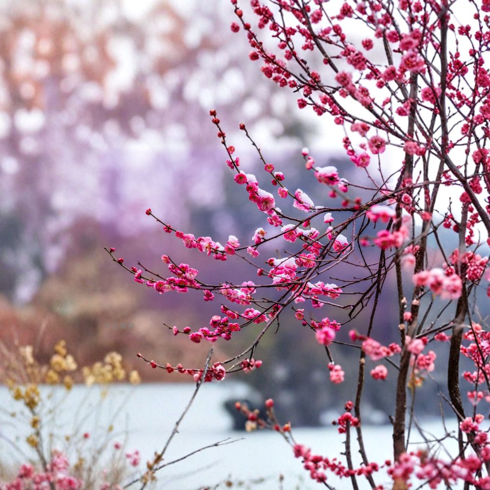 Flowering Apricot Tree Live Plant | 30-Inch Prunus mume with Fragrant Pink Blossoms | Bonsai & Garden Specimen