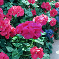 Saturn Salmon Glow Geranium Seeds – Pelargonium x hortorum, Compact Salmon Blooms, 15 Seeds for Pots & Gardens