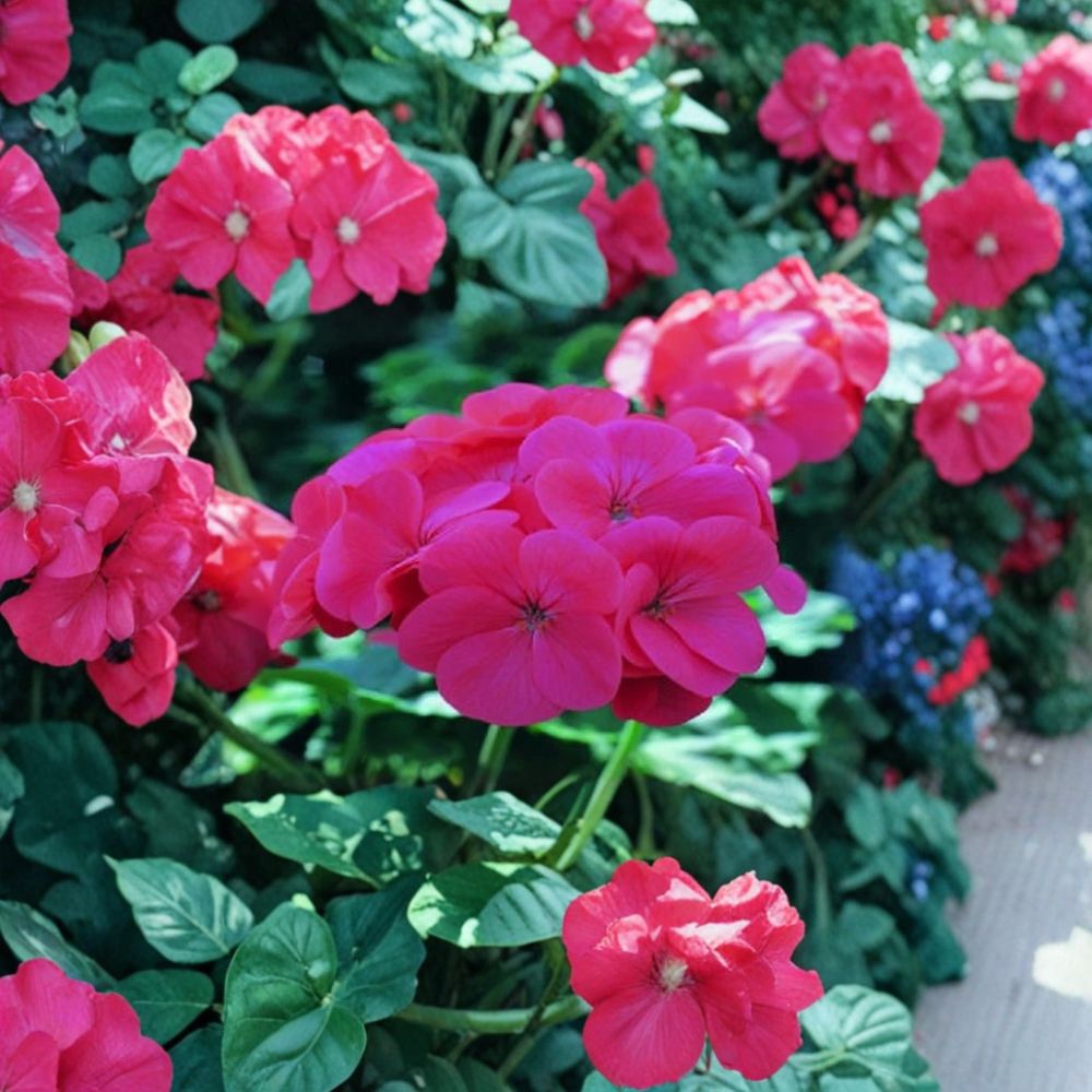 Saturn Salmon Glow Geranium Seeds – Pelargonium x hortorum, Compact Salmon Blooms, 15 Seeds for Pots & Gardens