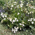 Jasmine Tobacco Seeds Nicotiana alata Fragrant Evening Bloom Pollinator Garden Plant Pack