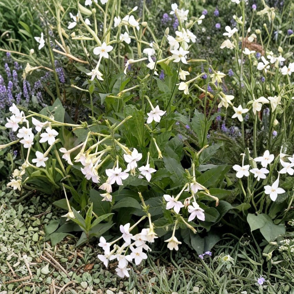 Jasmine Tobacco Seeds Nicotiana alata Fragrant Evening Bloom Pollinator Garden Plant Pack