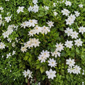 Wild Gardenia Seeds – Gardenia thunbergia, Rare Fragrant White Flower Shrub, Exotic Gardenia Tree Seeds, 5 Seeds