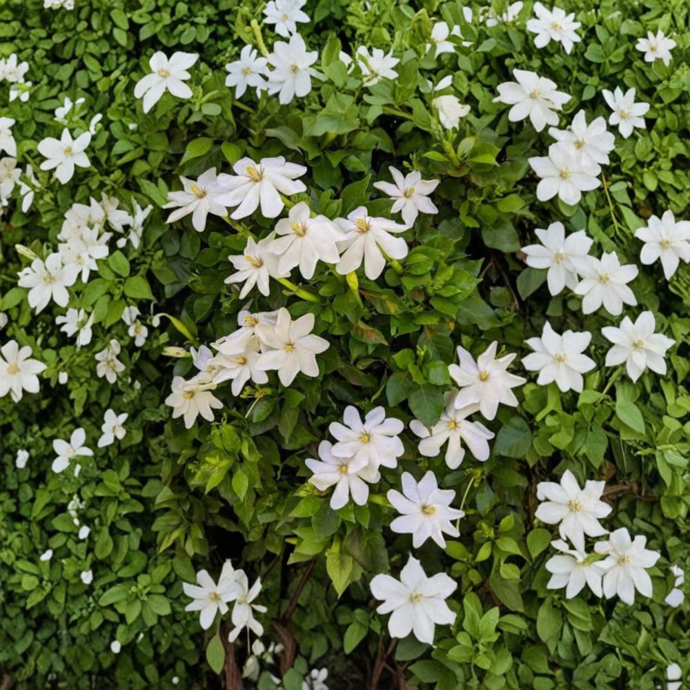 Wild Gardenia Seeds – Gardenia thunbergia, Rare Fragrant White Flower Shrub, Exotic Gardenia Tree Seeds, 5 Seeds