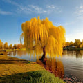 Gold Weeping Willow Cuttings – Salix alba ‘Vitellina’ Live Plant Set of 5 for Rooting, Bonsai & Garden Trees, Fast Growing Deciduous Tree