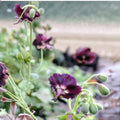 Taff's Jester Geranium Seeds – 25+ Colorful Pelargonium spp. for Containers & Borders, Vibrant Flowering Annual