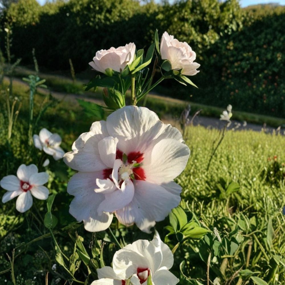 Double Flower White Rose of Sharon Shrub 3 Gallon Hibiscus syriacus Live Plant, Easy-Care Landscape Flowering Shrub