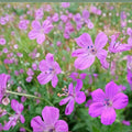 Danny Boy Geranium Seeds – 25+ Flower Seeds for Pots & Borders | Vibrant Blooms | Pelargonium spp.