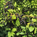 Black Currant Live Rooted Plant | Edible Berry Shrub | Self-Pollinating | Ribes nigrum | Zones 4-8