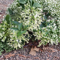Night Blooming Jasmine Live Plant – Cestrum nocturnum Starter, Fragrant Night Flowering Shrub, Indoor Outdoor Tropical Plant