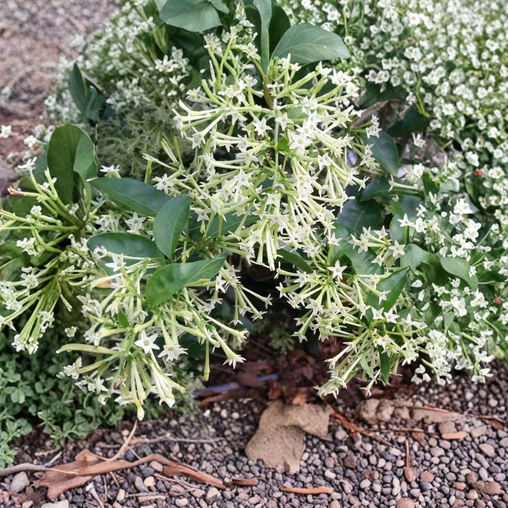 Night Blooming Jasmine Live Plant – Cestrum nocturnum Starter, Fragrant Night Flowering Shrub, Indoor Outdoor Tropical Plant