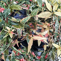 Variegated Asiatic Jasmine ‘Tricolor’ Live Plant – Evergreen Vine Ground Cover, 4–6 Inches Tall, Trachelospermum asiatica