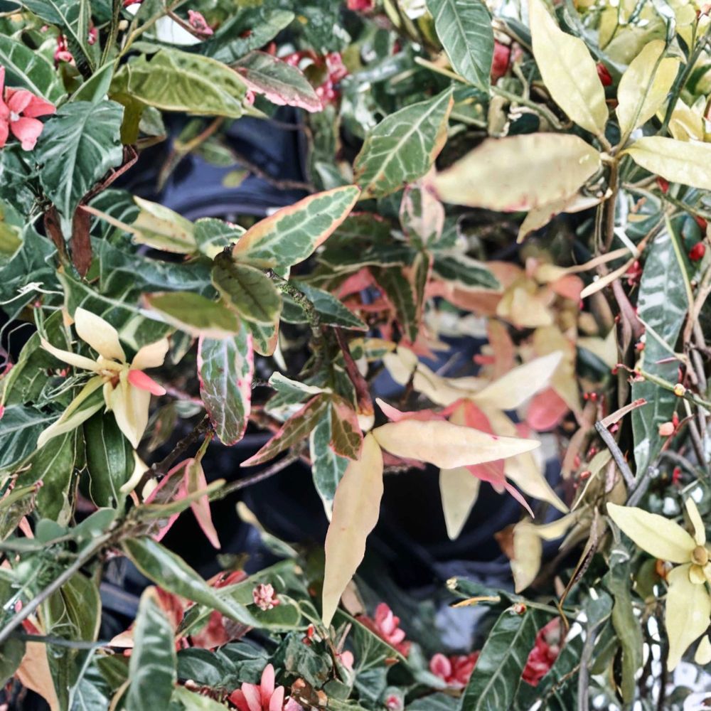 Variegated Asiatic Jasmine ‘Tricolor’ Live Plant – Evergreen Vine Ground Cover, 4–6 Inches Tall, Trachelospermum asiatica