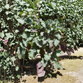 Purple Tree Collard Cutting – Perennial Kale Plant, Edible Greens, Brassica oleracea var. acephala