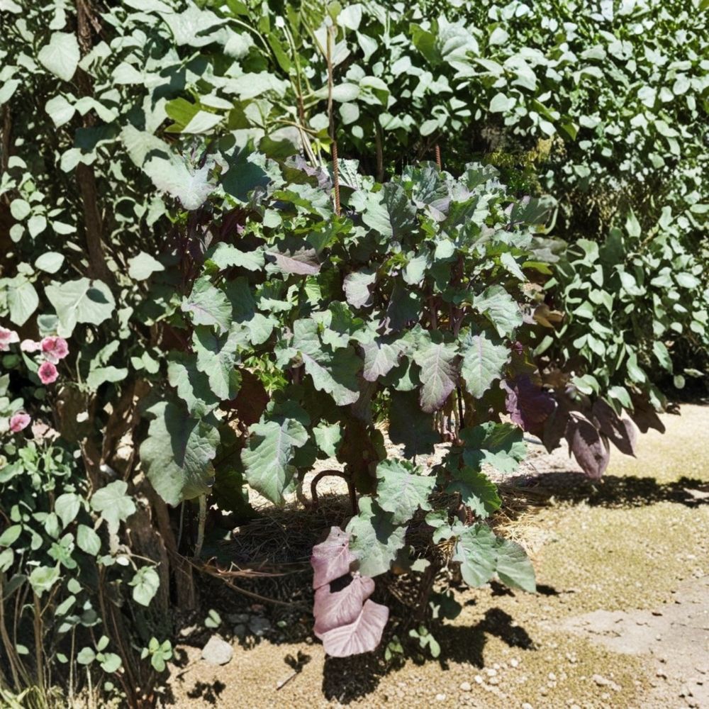 Purple Tree Collard Cutting – Perennial Kale Plant, Edible Greens, Brassica oleracea var. acephala