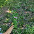 Citronella Scented Geranium Live Plant – Pelargonium citrosum Heirloom, Mosquito Repellent Fragrance, Container & Patio Plant