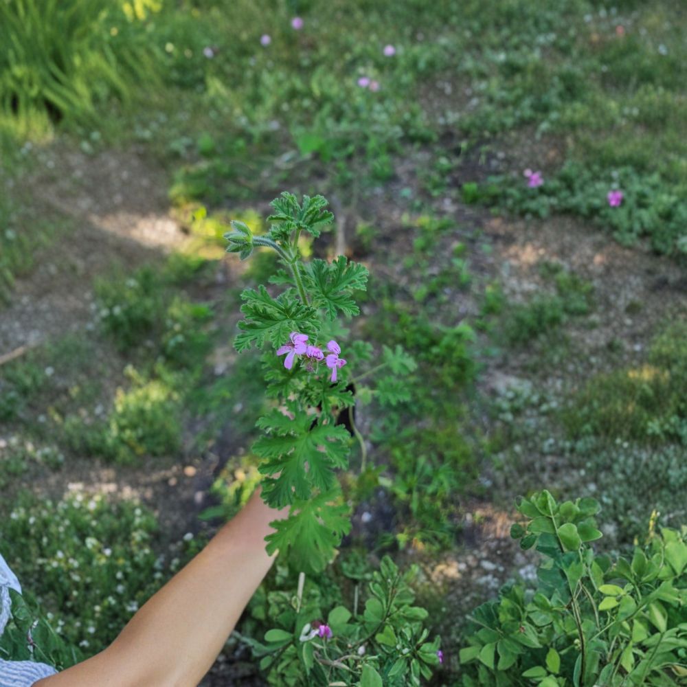 Citronella Scented Geranium Live Plant – Pelargonium citrosum Heirloom, Mosquito Repellent Fragrance, Container & Patio Plant