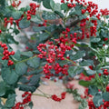 Sichuan Pepper Tree Live Plant | 3 Ft Tall | Hanyuan Da Hong Pao | Zanthoxylum simulans | Szechuan Spice Herb