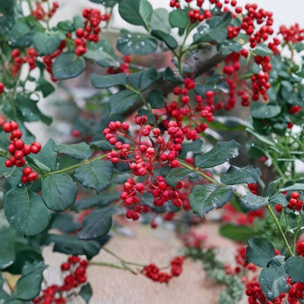 Sichuan Pepper Tree Live Plant | 3 Ft Tall | Hanyuan Da Hong Pao | Zanthoxylum simulans | Szechuan Spice Herb