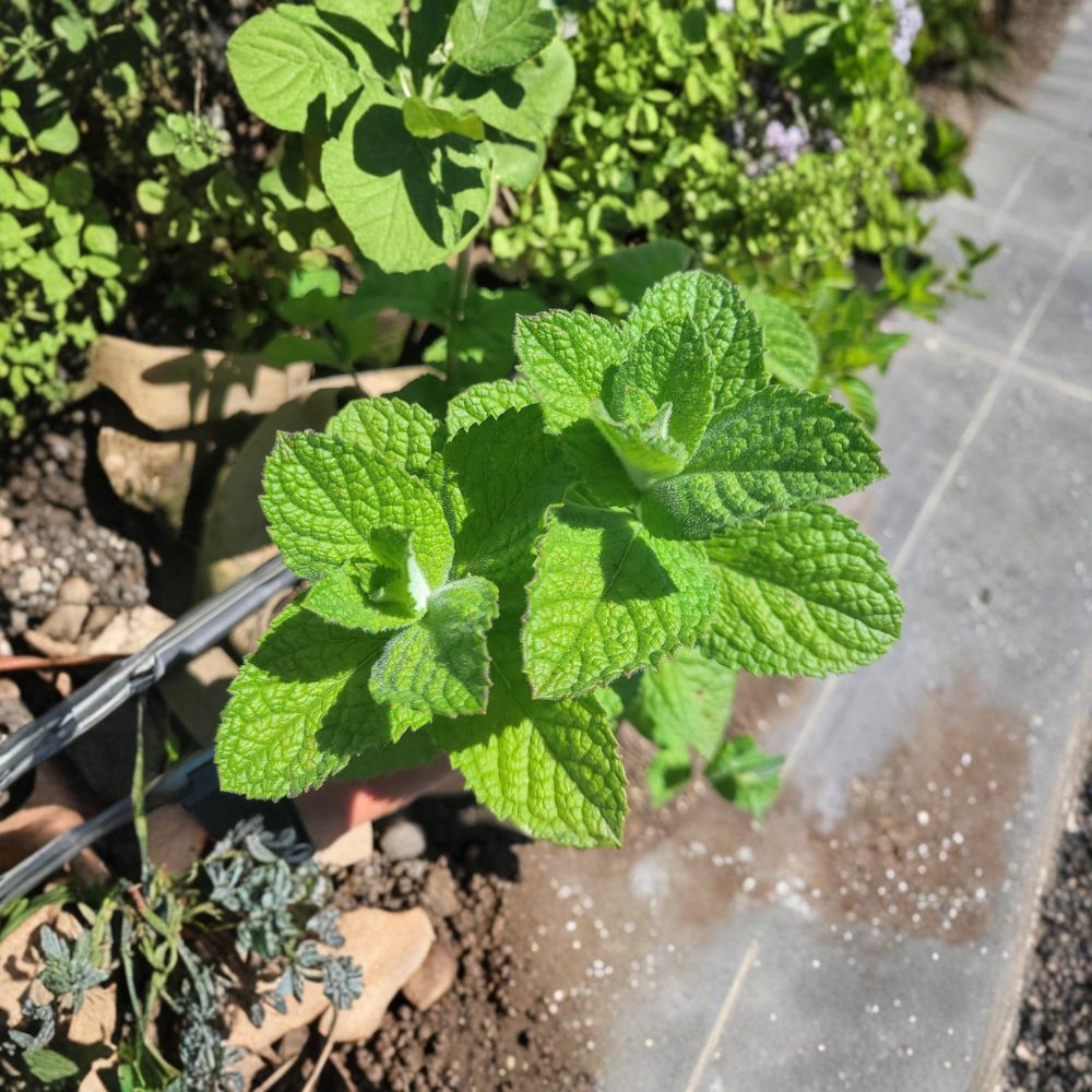 Apple Mint Cuttings – Mentha suaveolens Live Unrooted Organic Herb Plants for Propagation, Fragrant Fuzzy Leaves, Culinary & Ornamental