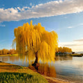 Golden Weeping Willow Tree Live Plant | Potted Salix babylonica | Ornamental Fast-Growing Weeping Tree for Landscape & Bonsai