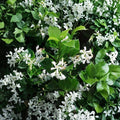 Confederate Jasmine Vine Live Plant – 1 Quart, Fragrant Star Jasmine, Evergreen Climbing Vine, Trachelospermum jasminoides