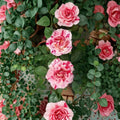 Scentimental Floribunda Rose – Live Bush Plant 1 Gallon, Striped Red & White Blooms, Fragrant Double Flowering Garden Rose