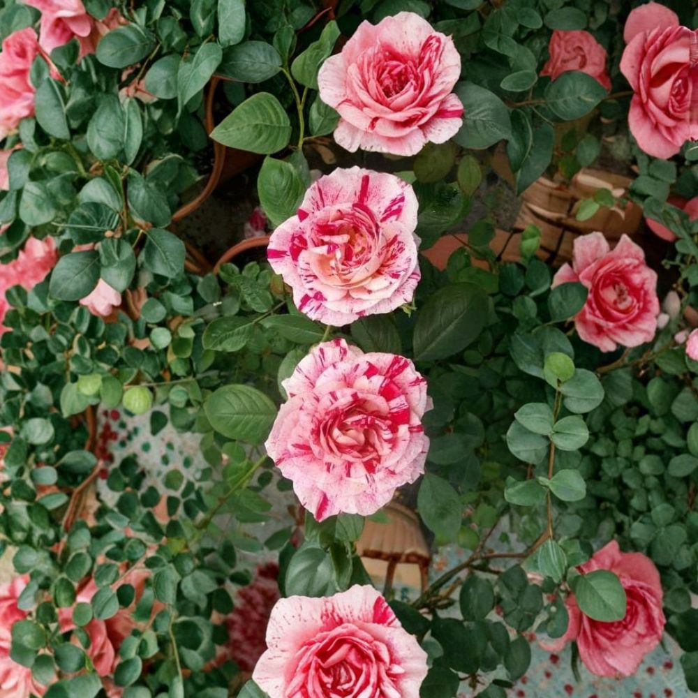 Scentimental Floribunda Rose – Live Bush Plant 1 Gallon, Striped Red & White Blooms, Fragrant Double Flowering Garden Rose