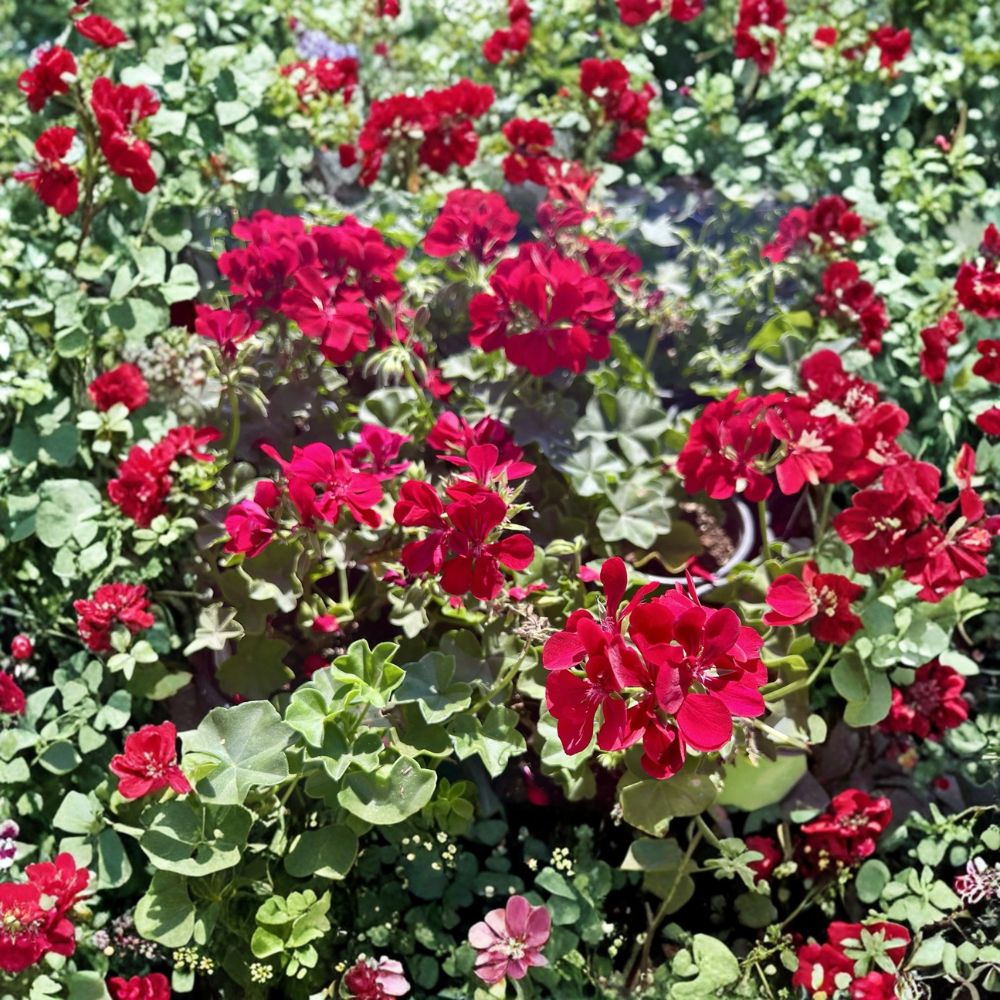 Red Geranium Live Plant in 6-Inch Pot, Blooming Pelargonium Flower for Patio & Outdoor Containers
