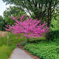 Eastern Redbud Tree Live Plant – 2–3 Ft Potted Pink Spring Blossoms Cercis canadensis