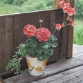 Maverick Series Coral Geranium Seeds – Bright Orange Blooms Pelargonium x hortorum, Easy to Grow, 10 Seeds