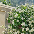 Weeping Jasmine Seeds 100+ | Fragrant Climbing Vine for Garden, Balcony & Patio | Easy Grow Flowering Vine Seeds | Jasminum spp.