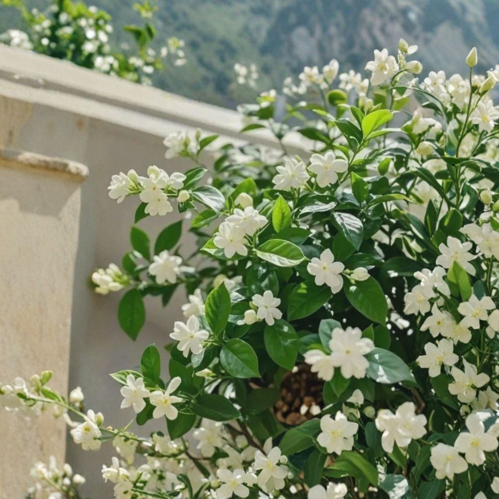 Weeping Jasmine Seeds 100+ | Fragrant Climbing Vine for Garden, Balcony & Patio | Easy Grow Flowering Vine Seeds | Jasminum spp.