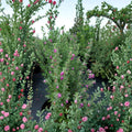 Purple Texas Sage Live Shrub – 2–3 Feet Tall, Evergreen, Drought Tolerant, Pollinator Friendly, Leucophyllum frutescens