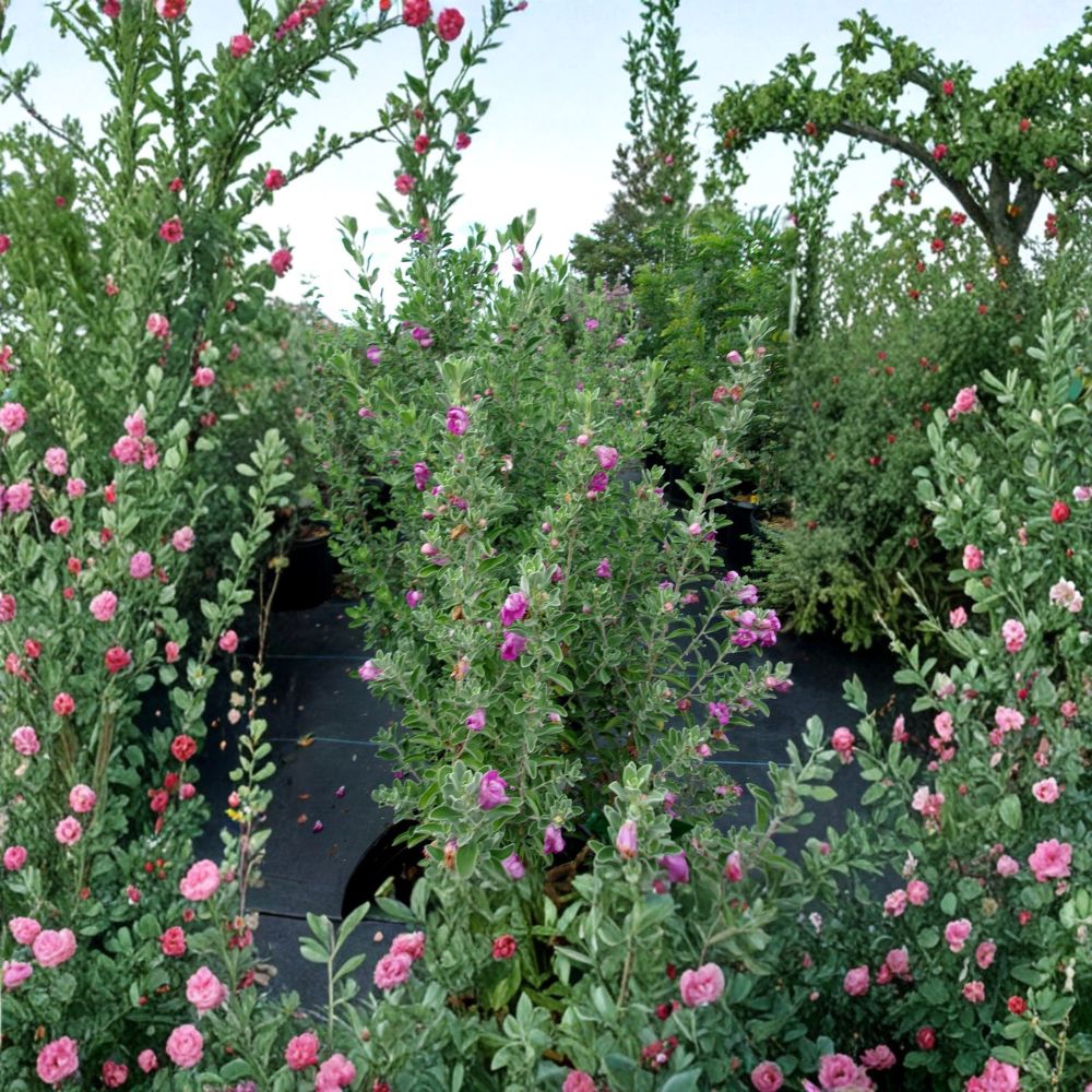 Purple Texas Sage Live Shrub – 2–3 Feet Tall, Evergreen, Drought Tolerant, Pollinator Friendly, Leucophyllum frutescens