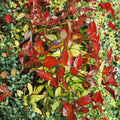 Asiatic Jasmine ‘Summer Sunset’ Live Plant – Variegated Fragrant Evergreen Vine, Groundcover, Trachelospermum asiaticum
