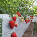 Benihoppe Strawberry Plants – Bare Root 5 Pack Japanese Premium Fragaria × ananassa for Home Garden and Container Growing