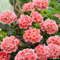 Salmon Splash Patriot Geranium Live Plant 4-Inch Pot Color-Changing Summer Blooms Pelargonium for Containers & Patio