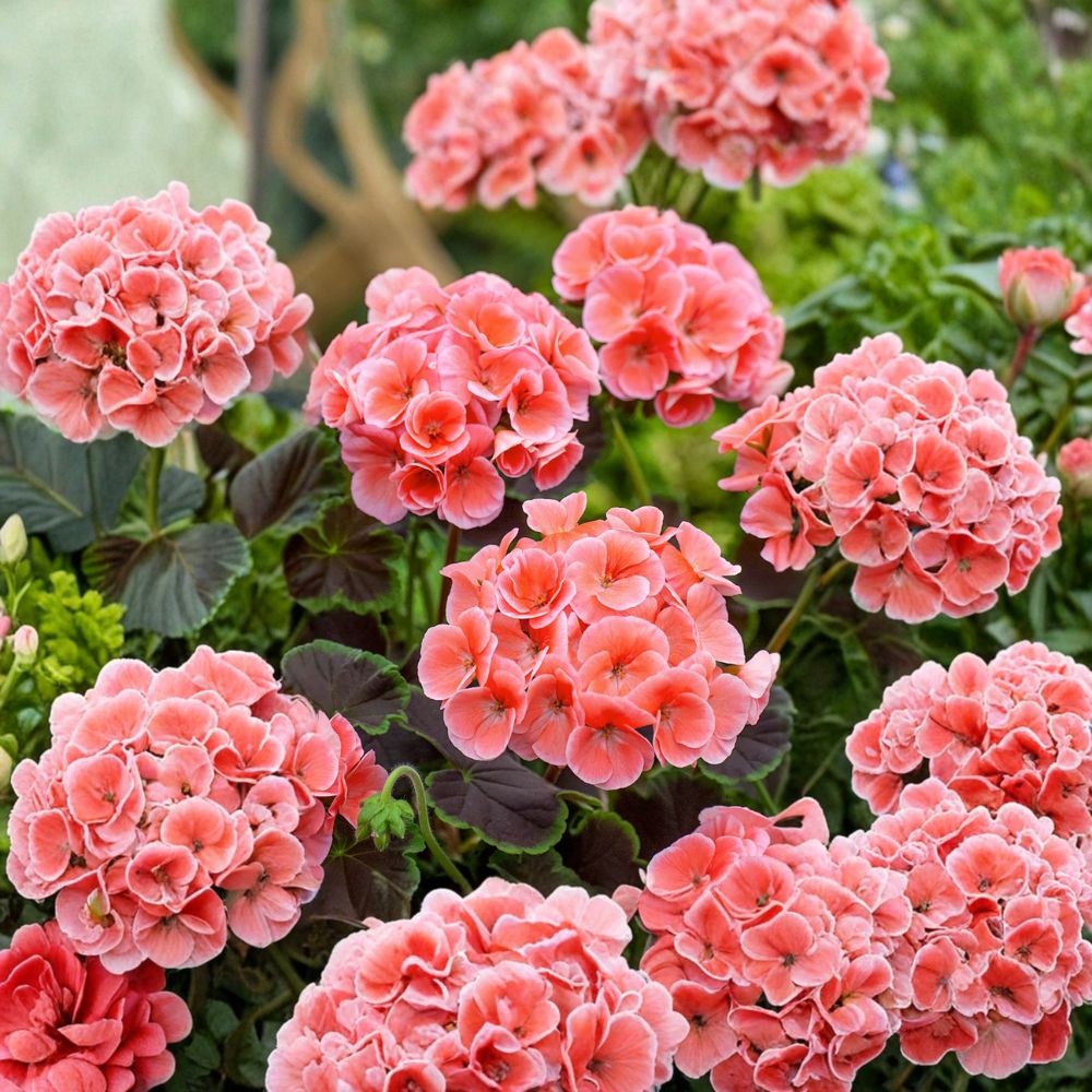 Salmon Splash Patriot Geranium Live Plant 4-Inch Pot Color-Changing Summer Blooms Pelargonium for Containers & Patio