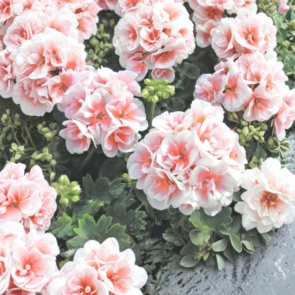 Pink White Geranium Seeds for Hanging Baskets & Gardens – Pelargonium Flower Seeds, Vibrant Blooms, Easy to Grow, 10 Pack