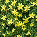 Dwarf Yellow Jasmine Live Plant | Compact Garden Shrub in 4" Pot | Parker’s Jasmine, Fragrant Outdoor Flowering Plant