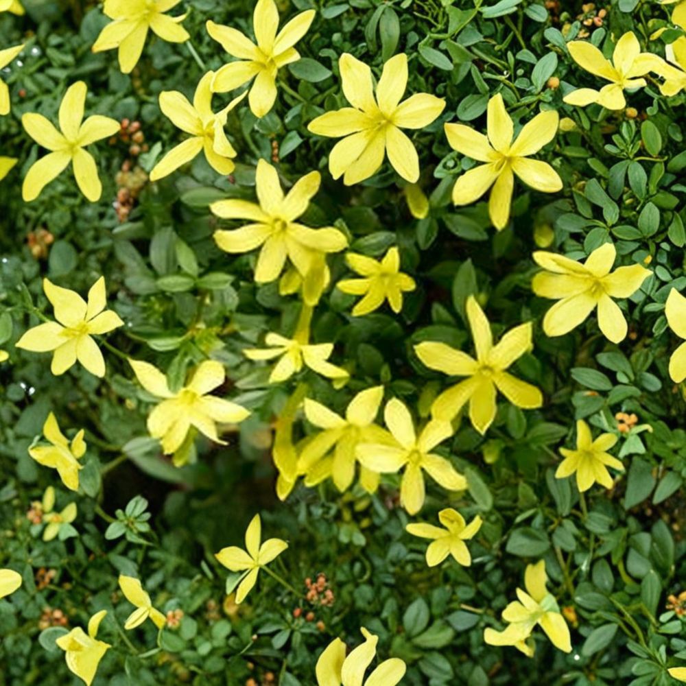 Dwarf Yellow Jasmine Live Plant | Compact Garden Shrub in 4" Pot | Parker’s Jasmine, Fragrant Outdoor Flowering Plant