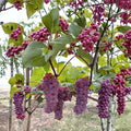 Canadice Seedless Grape Cuttings 5 Pack | Vitis labrusca Red Table Grape | Cold Hardy Vine for Home Vineyard