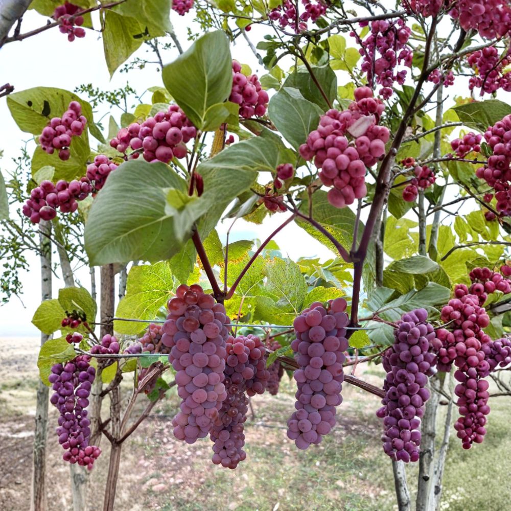 Canadice Seedless Grape Cuttings 5 Pack | Vitis labrusca Red Table Grape | Cold Hardy Vine for Home Vineyard